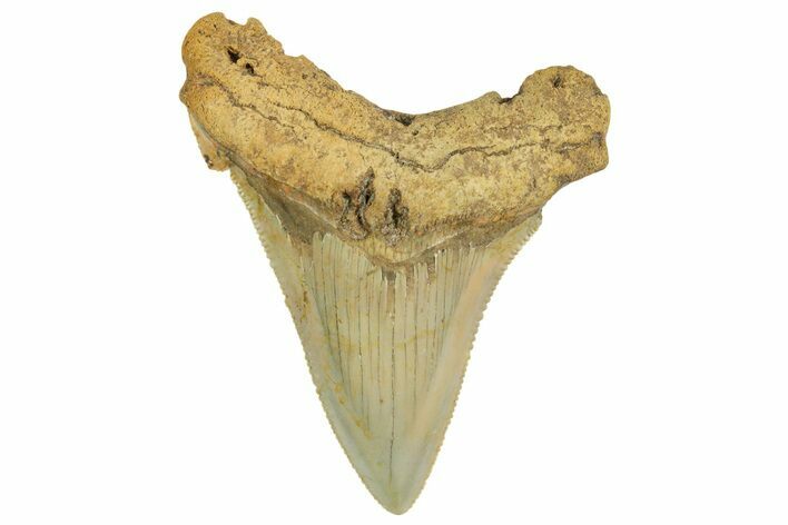 Serrated Angustidens Tooth - Megalodon Ancestor #368642